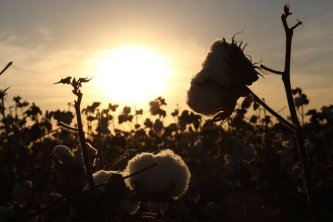 Pěstování bavlny - bavlněná trička